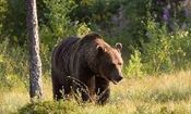 حمله خرس به عشایر کوهرنگی