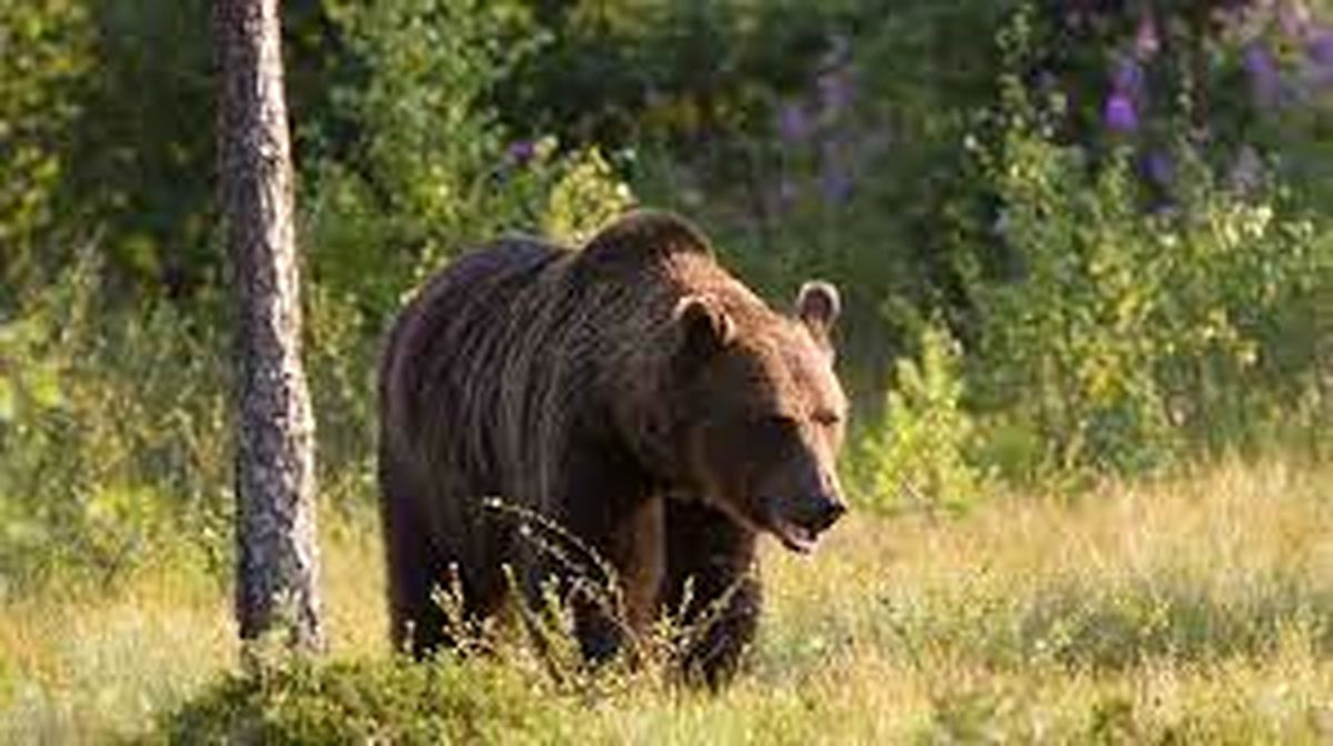 حمله خرس به عشایر کوهرنگی