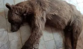 تلف شدن یک قلاده خرس قهوه ای در تصادف جاده ای 