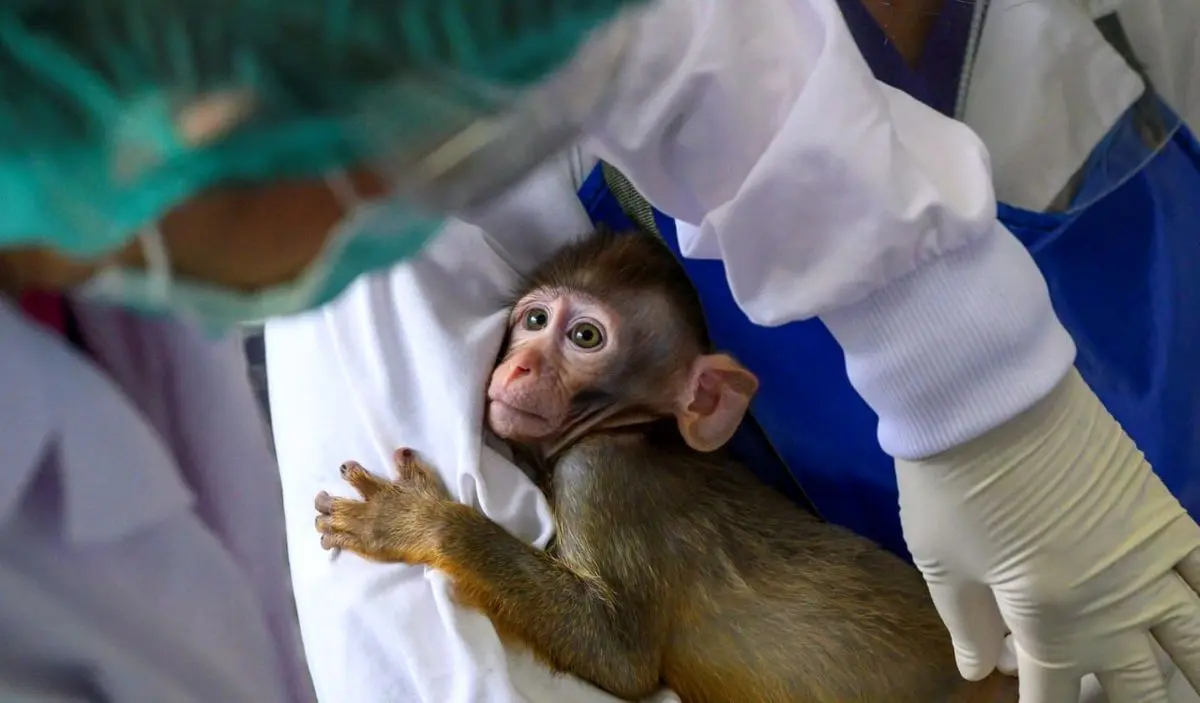 میمون‌ها دیگر به آزمایشگاه نمی‌روند

