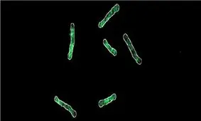 پاشنه آشیل باکتری‌های مقاوم به دارو پیدا شد

