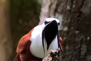 مرغ زنگوله ای، پرنده ای که قادر است گوش شما را کر کند/ ویدئو