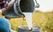 شیر خام از مرز ۳۵ هزار تومان گذشت؛ متهم اول گرانی لبنیات معرفی شد 