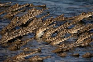 تمساح‌های پوزه‌باریک گنگی در معرض خطر انقراض اند/ عکس
