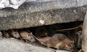 جولان موش‌های نروژی در تهران/  تصاویر