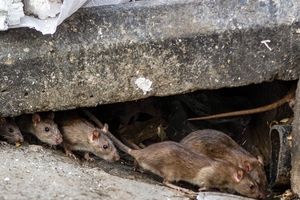 جولان موش‌های نروژی در تهران/  تصاویر