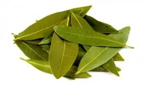 با این گیاه سوسک ها را از خانه تان فراری دهید