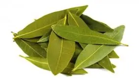 با این گیاه سوسک ها را از خانه تان فراری دهید
