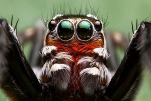 خوش‌رنگی عنکبوت‌‌های جهنده چه مزیتی برای آنها دارد؟