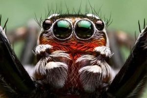 خوش‌رنگی عنکبوت‌‌های جهنده چه مزیتی برای آنها دارد؟