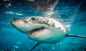 ممنوعیت صید کوسه جلوی انقراض آنها را می‌گیرد؟