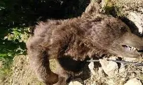 مجازات مسببین مرگ خرس مادر در ایذه
