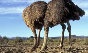 آیا شترمرغ‌ها واقعا موقع خطر سر خود را در شن فرو می‌برند؟ 