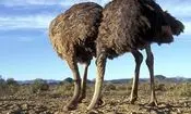 آیا شترمرغ‌ها واقعا موقع خطر سر خود را در شن فرو می‌برند؟ 