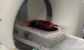 ماجرای شگفت‌انگیز سی‌تی‌اسکن یک ماهی/ ویدئو 