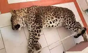 آخرین پلنگ و خرس ایران هم روزی می‌میرند