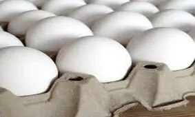 افزایش شدید قیمت تخم مرغ