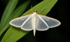 تشنگی صدای گیاهان را در‌می‌آورد 