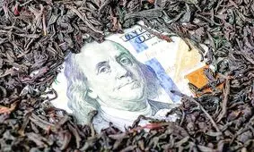 چرا فساد چای دبش رخ داد؟/ ویروس اختلاس‌زا در قلب اقتصاد ایران/ معمای لاینحل ارز دولتی؛ چگونه دولت به طرح «دلار جهانگیری» بازگشت؟