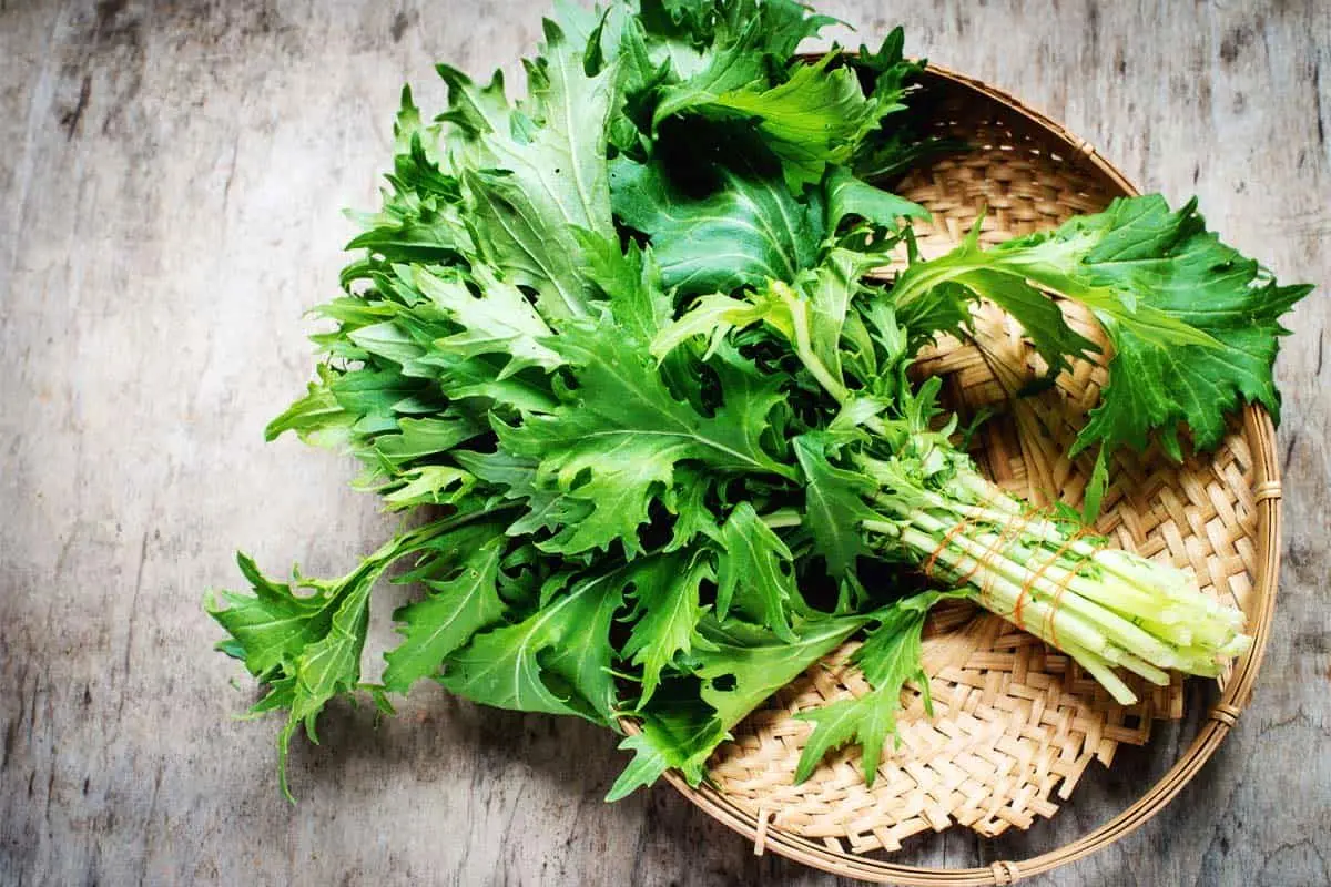 فواید دارویی و درمانی خردل ژاپنی برای بدن