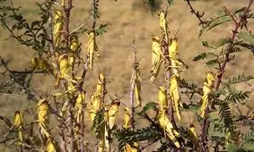رصد و پایش ملخ صحرایی در سیستان و بلوچستان