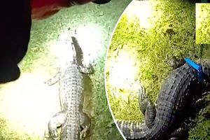تمساح سرکش پس از دو هفته وحشت آفرینی دستگیر شد/ ویدئو