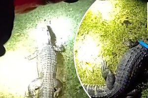 تمساح سرکش پس از دو هفته وحشت آفرینی دستگیر شد/ ویدئو