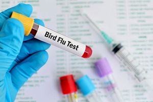 نخستین مورد از انتقال سویه H3N8 آنفلوانزای مرغی به انسان در چین شناسایی شد 
