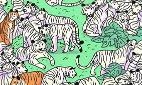 تست بینایی/ یک گورخر را که در میان چندین ببر استتار شده است، پیدا کنید