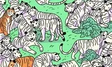 تست بینایی/ یک گورخر را که در میان چندین ببر استتار شده است، پیدا کنید