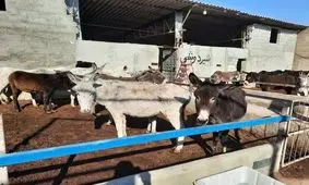 عنبرنسارا به کیلویی ٨٠ هزار تومان رسید