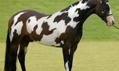 اگر اسب دوم را در تصویر تشخیص دهید، جزو یک درصد تیزبین جهان هستید!
