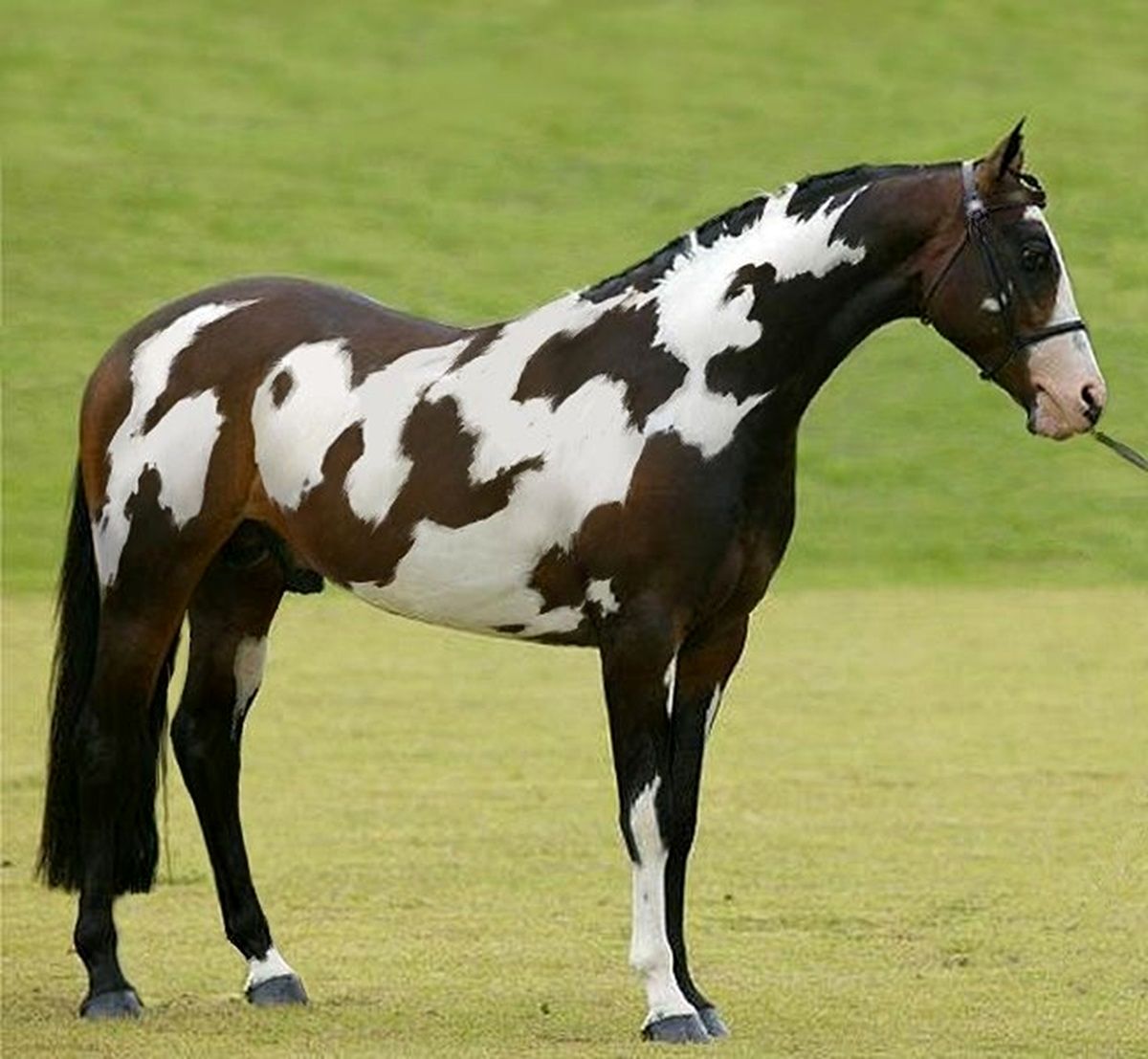 اگر اسب دوم را در تصویر تشخیص دهید، جزو یک درصد تیزبین جهان هستید!