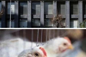 وزیر نفت و بحران مرغ ۲۰۰ هزارتومانی؛به جای ارز وعده تحویل می دهند