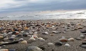 در ۷ سال دریای خزر را خشک می کنیم؟!