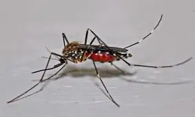 تب دنگی کرونا می‌شود؟