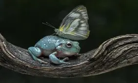 عجیب اما واقعی؛ قورباغه به پروانه لبخند زد و او را نخورد!