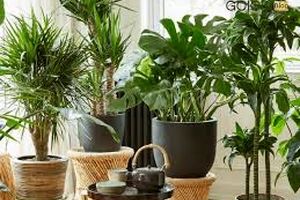 نکات طلایی نگهداری از گیاهان آپارتمانی در پاییز و زمستان