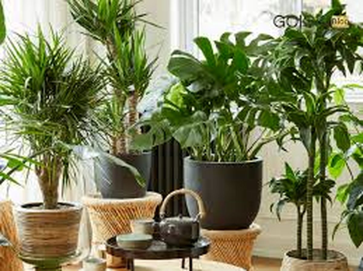 نکات طلایی نگهداری از گیاهان آپارتمانی در پاییز و زمستان