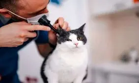 محققان: گربه ها شاید ما را به درمانی مؤثر برای سرطان در انسان ها برسانند