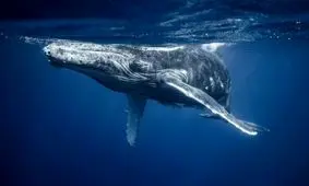 دانشمندان برای اولین‌بار با نهنگ صحبت کردند؛ تمرینی برای ارتباط با فرازمینی‌ها