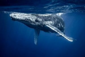 دانشمندان برای اولین‌بار با نهنگ صحبت کردند؛ تمرینی برای ارتباط با فرازمینی‌ها