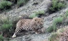 بازی و آب‌تنی خانوادگی پلنگ‌های ایرانی در پارک ملی تندوره/ ویدئو