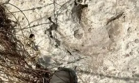 کشف ردپای هیولاهای گوشتخوار ۱۱۵ میلیون ساله