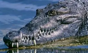 عجیب اما واقعی/ درمان زودانزالی آقایان با تمساح