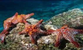 موجوداتی که قلب ندارند و بدون قلب زندگی می کنند