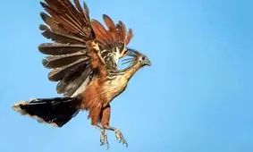 با بدبوترین پرنده جهان آشنا شوید