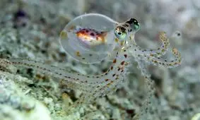 هشت پاها و انسان ها صدها میلیون سال پیش، اجداد یکسان داشته‌اند