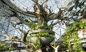 سیاره سبز/ جنگل بارانی سرپوشیده منحصر به فرد دبی