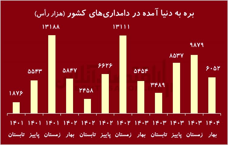زنگ خطر کاهش شدید دام پرواری/ گوشت قرمز کمیاب می‌شود؟